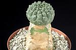 Euphorbia gymnocalycioide Cm. 4 € 36,00